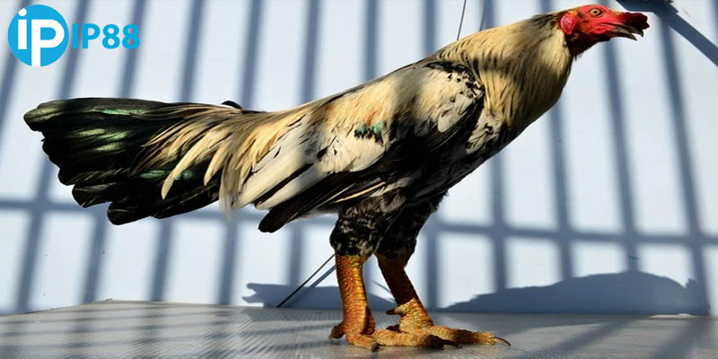 Các loại vảy đẳng cấp nhất 2025