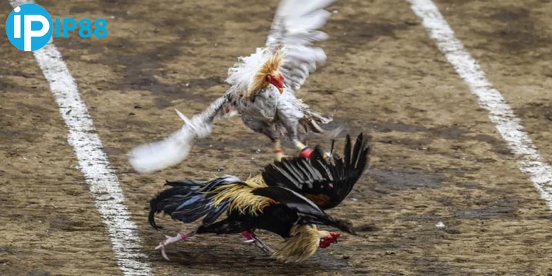 Các từ vựng đá gà chuyên nghiệp