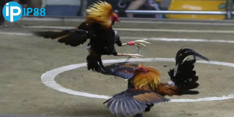 Cách xem màu mạng gà đá