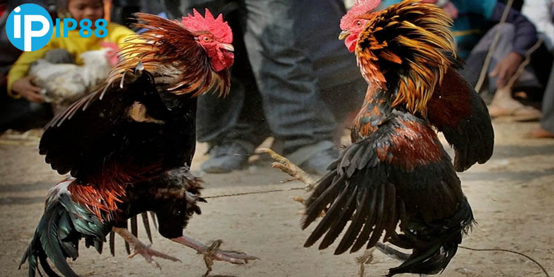 Cược chiến kê thắng thú vị