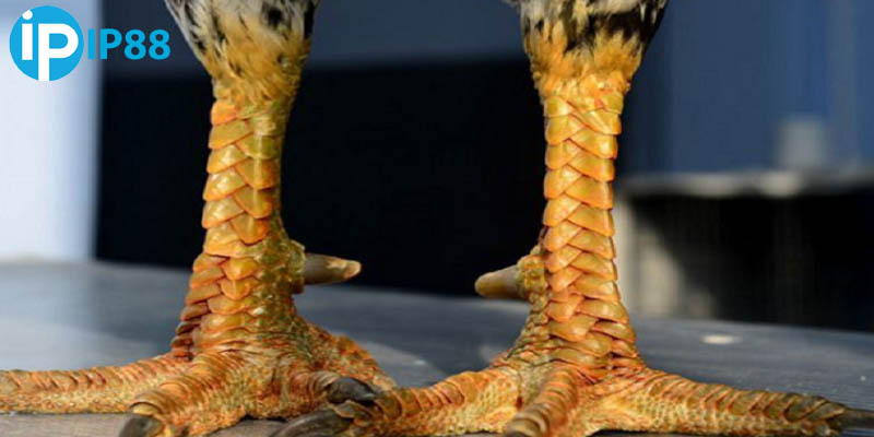 Đặc điểm nhận biết nhanh vảy gà huyền trâm