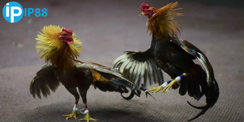 Hiểu rõ thuật ngữ đá gà giúp tăng cơ hội thắng 