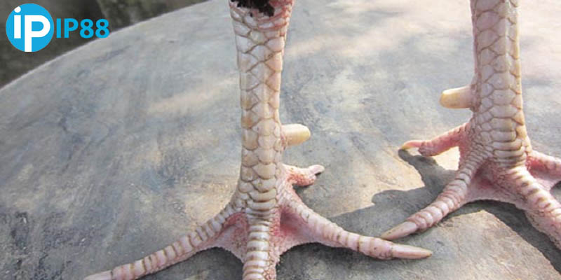 Kết cấu vảy chặt chẽ