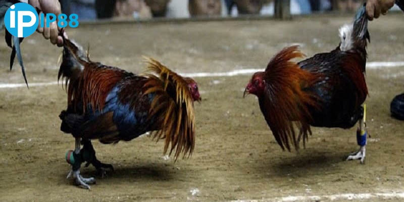 Cách xem chiến kê mệnh thuỷ