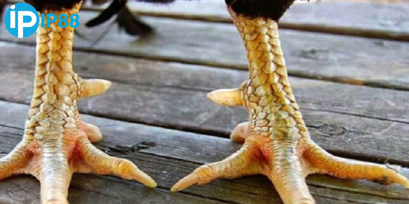 Nội lực mạnh và đòn đá hiểm hóc