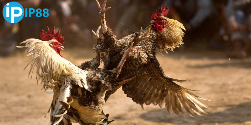 Quan sát kỹ các trận chọi kê