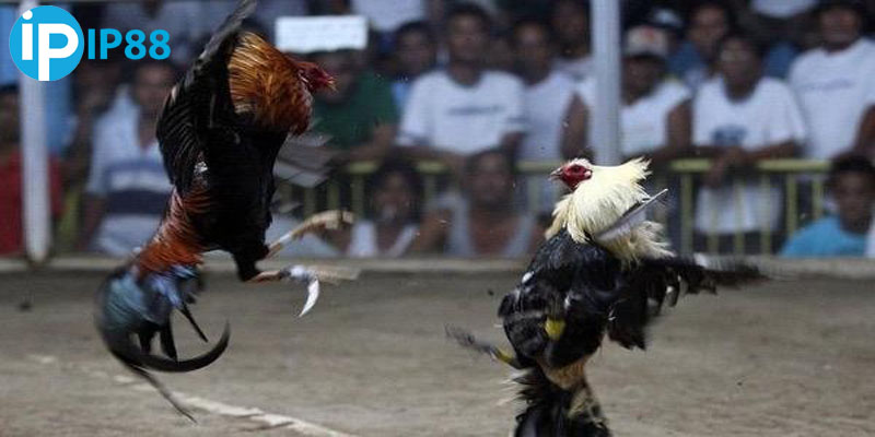 Thuật ngữ kê sư phổ biến