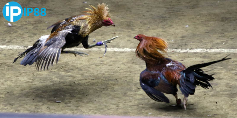 Vài nét về đá gà online IP88