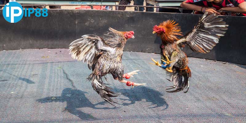 Vảy ngũ quỷ sở hữu sức mạnh phi thường